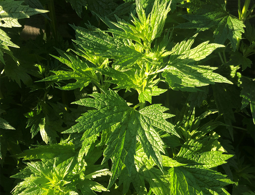 Agripaume, motherwort, plante médicinale pour le système nerveux et le coeur