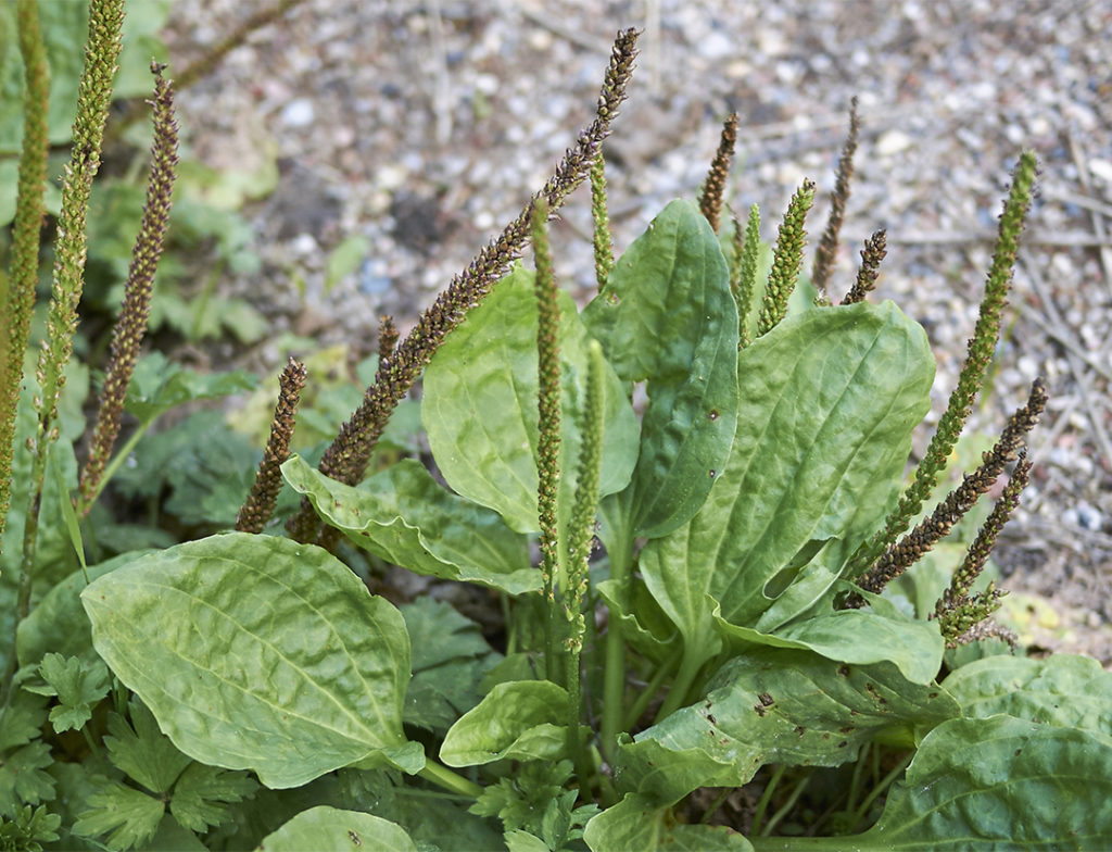 Plantain, plante pour les démangeaisons et irritations de la peau