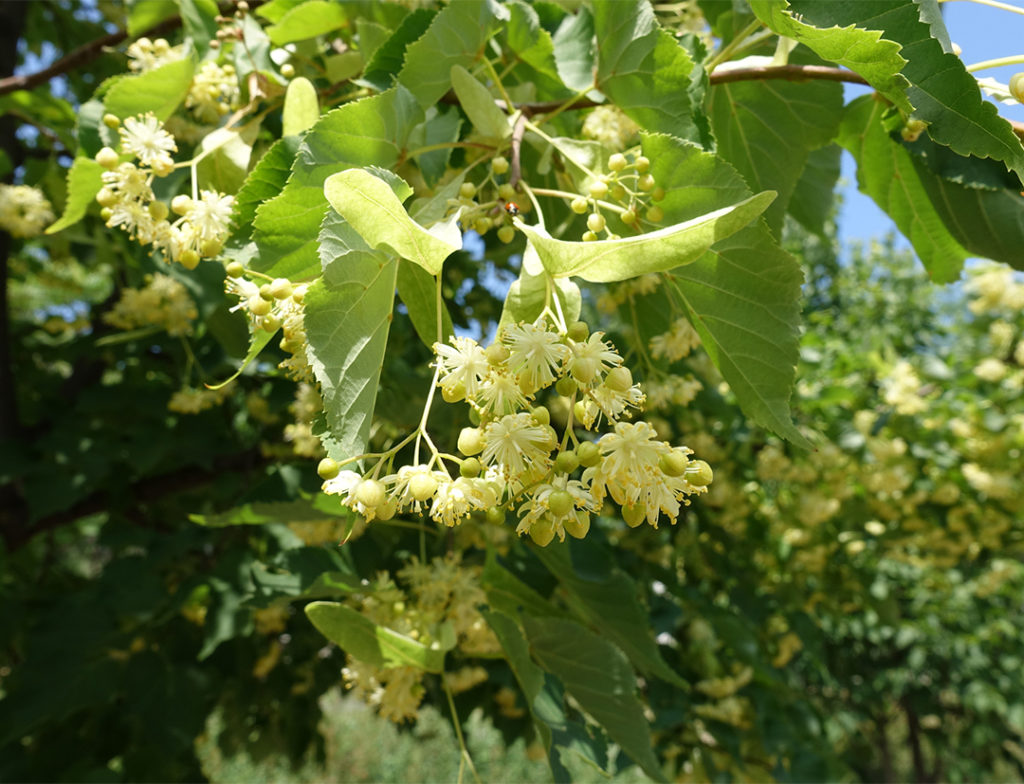 Les fleurs de tilleul s'utilisent en tisane calmante en herboristerie