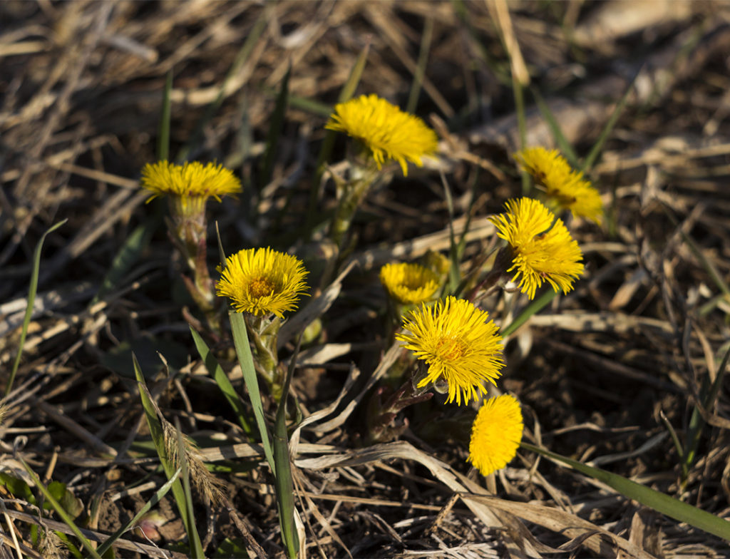 Fleurs de tussilage, plante médicinale pour la toux et affections respiratoires